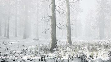 nevoeiro na floresta em um dia nublado de inverno frio com primeira neve video