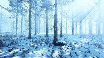 niebla en el bosque en un frío día nublado de invierno con la primera nevada video