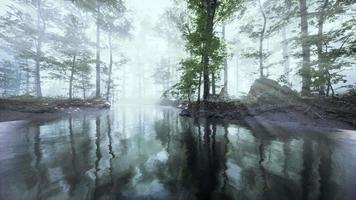 marécage d'étang avec une atmosphère unique et du brouillard sous les arbres video