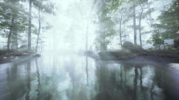 estanque oscuro en un bosque misterioso