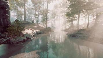étang dans une forêt avec brouillard