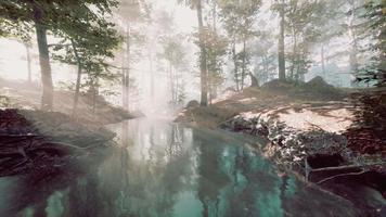 étang sombre dans une forêt mystérieuse video