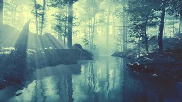 pond in a forest with fog video