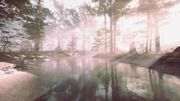 niebla blanca densa temprano en la mañana que cubre el estanque video
