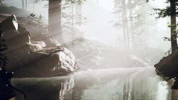 pantano de estanque con atmósfera única y niebla debajo de los árboles video