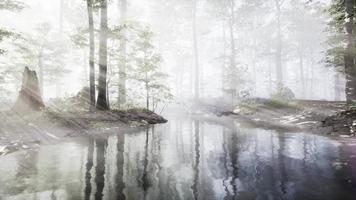 estanque oscuro en un bosque misterioso video