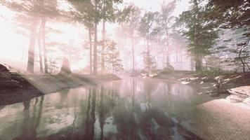 étang sombre dans une forêt mystérieuse video