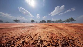 paesaggio della savana africana con alberi di acacia video