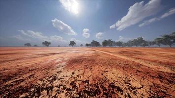 árboles del desierto en las llanuras de África bajo un cielo despejado y suelo seco video