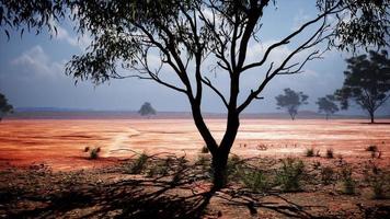 paysage de savane africaine avec des acacias video