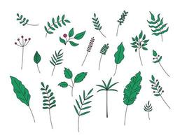 Leaves and berries isolated. Vector set of green plant decorative elements on white background. Simple hand drawn leaf objects