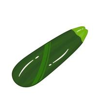 Fresh vegetable green zucchini vector