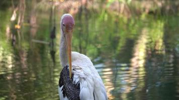 Asian openbill stork bird clean its black feather video