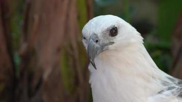 Adler mit scharfem Auge hautnah