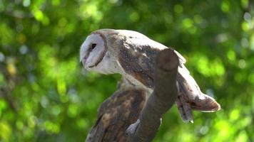 un hibou s'envole d'une branche d'arbre. video