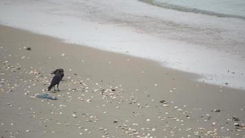 två kråkor letar efter mat vid skräpblå plast video