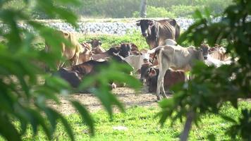 grupo de vacas descansa en la granja. video