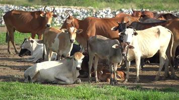 Domestic cows in group stay video