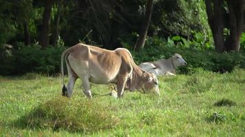 Kuh weidet Gras auf der grünen Wiese. video