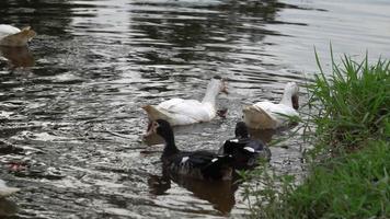 Schwarze und weiße Enten schwimmen zusammen video