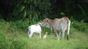 una mamá vaca toca suavemente al ganado. video