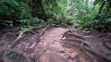 árbol raíz del camino de la selva tropical en malasia. video