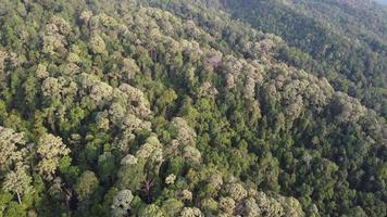 vista aérea espesa selva tropical densa video