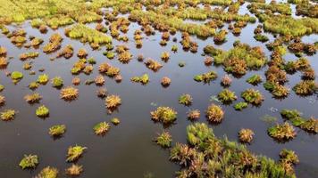 vue aérienne des zones humides à l'heure du soleil video