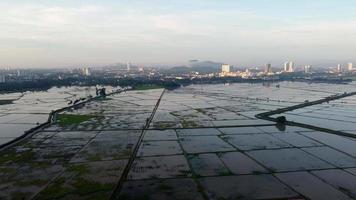 vuelo aéreo sobre el campo de arroz inundado video