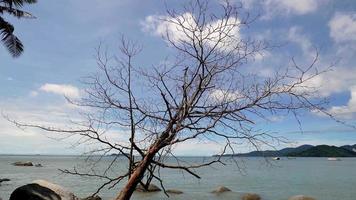 Leafless tree near the beach in sunny day video