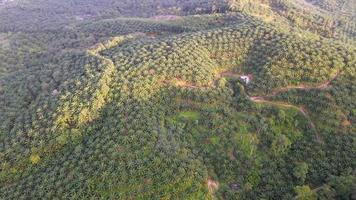 Aerial look down oil palm in terrace video
