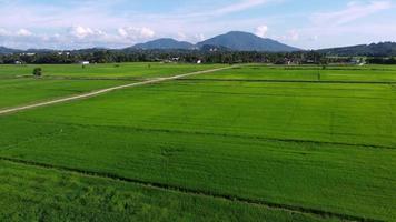 vol aérien au-dessus d'une rizière verte naturelle en plein air video