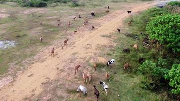 vanuit de lucht naar beneden kijken groep koeien lopen