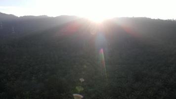 volar sobre la granja de palma aceitera a la luz del sol de la mañana video