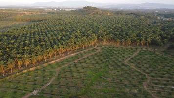 vista aérea plantación de palma aceitera joven y madura video