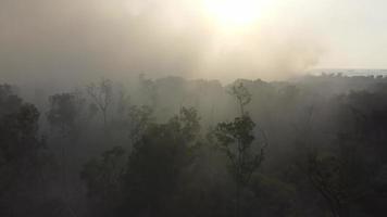 volo aereo sopra alberi di mangrovie con fumo dovuto alla combustione nelle torbiere. video