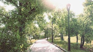 cenário de estrada de parque florestal na zona rural verde video