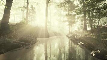 Teich in einem Wald mit Nebel