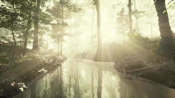 pond swamp with unique atmosphere and fog beneath the trees video