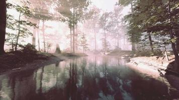 pântano da lagoa com atmosfera única e neblina sob as árvores video