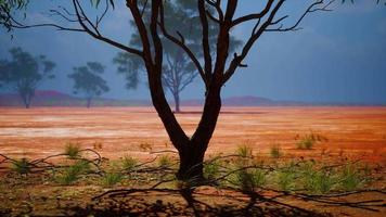 Desert trees in plains of africa under clear sky and dry floor video