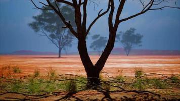árvore de acácia na savana africana video
