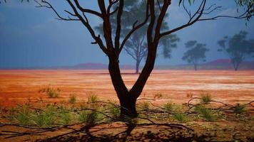 acacia triis in afrikaans landschap video