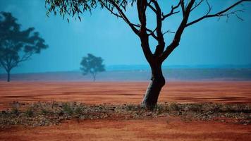 Desert trees in plains of africa under clear sky and dry floor