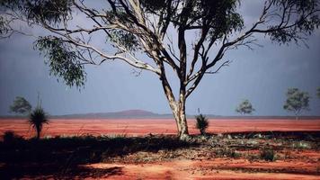 árboles del desierto en las llanuras de África bajo un cielo despejado y suelo seco video