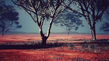 woestijnbomen in vlaktes van afrika onder heldere hemel en droge vloer video