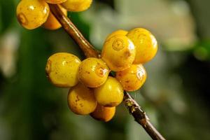 Coffee beans ripening, fresh coffee, yellow berry branch, industry agriculture on tree. Coffee bean on tree. photo