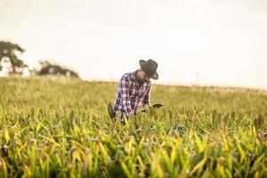 el agrónomo sostiene una computadora con tableta táctil en el campo de maíz y examina los cultivos antes de la cosecha. concepto de agronegocios. granja brasileña. foto