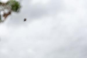 Thousands of spiders on the tree. photo