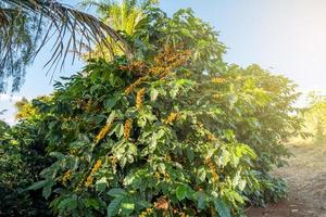 bayas de café arábica frescas en el árbol en la finca de café, sul de minas, brasil, una utopía de los cafetaleros. Granja organica. café brasileño. de cerca. suave luz del sol. foto